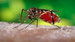 Κάθε χρόνο περισσότεροι από ένα δισεκατομμύριο άνθρωποι υποφέρουν από ασθένειες που μεταδίδονται από τα κουνούπια